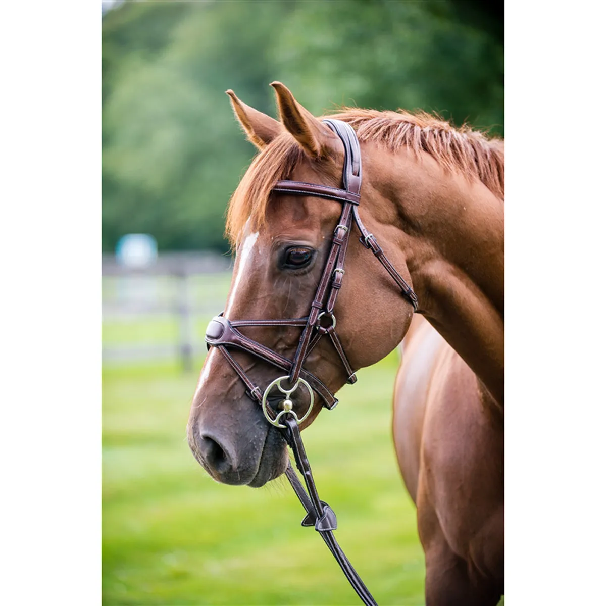 Nunn Finer Arianna Figure 8 Bridle